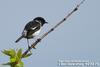 검은딱새 Saxicola torquata (Common Stonechat)