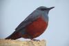 바다직박구리 Monticola solitarius (Blue Rock-Thrush)