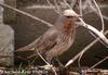 검은목지빠귀 Turdus ruficollis (Black-throated Thrush)