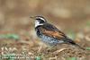 개똥지빠귀 Turdus naumanni eunomus (Dusky Thrush)