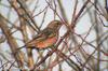 노랑지빠귀 Turdus naumanni naumanni (Dusky Thrush)