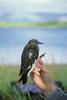 Black Turnstone (Arenaria melanocephala)