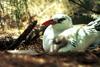 Red-tailed Tropicbird mother and chick (Phaethon rubricauda)