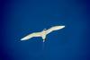 Red-tailed Tropicbird in flight (Phaethon rubricauda)