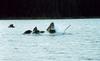 Humpback Whales (Megaptera novaeangliae)