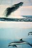 [Mural Painting] Humpback Whale (Megaptera novaeangliae)  & Dolphin