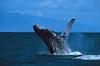 Humpback Whale breaching (Megaptera novaeangliae)