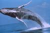 Humpback Whale breaching (Megaptera novaeangliae)