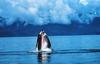 Humpback Whale spy-hopping (Megaptera novaeangliae)