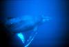 Humpback Whale (Megaptera novaeangliae)