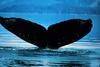 Humpback Whale fluke (Megaptera novaeangliae)