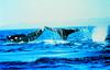 Humpback Whale flukes (Megaptera novaeangliae)