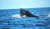 Humpback Whale in migration (Megaptera novaeangliae)