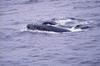 Humpback Whales (Megaptera novaeangliae)