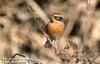 멧종다리 Prunella montanella (Siberian Accentor)