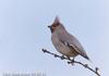 황여새 Bombycilla garrulus (Bohemian Waxwing)