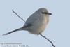 큰재개구마리 Lanius excubitor (Great Grey Shrike)