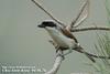 칡때까치 Lanius tigrinus (Thick-billed Shrike, Tiger Shrike)