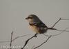 물때까치 Lanius sphenocercus (Chinese Grey Shrike)