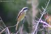 홍때까치 Lanius cristatus cristatus (Brown Shrike)