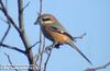 때까치 Lanius bucephalus (Bull-headed Shrike)