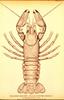 [Drawing] River crayfish (Cambarus affinis)