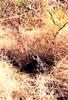 crayfish home