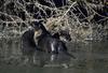 North American River Otter pair (Lontra canadensis)