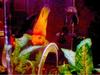 TROPICAL FISH