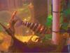 TROPICAL FISH PHOTO 2