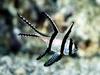 [Gallery CD1] Banggai Cardinal Fish