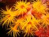 [Gallery CD1] Coral Polyps, Chuuk Micronesia