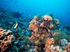 [Gallery CD1] Coral Reef, Lembongan, Indonesia