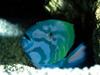[Gallery CD1] Crescent Wrasse, Red Sea