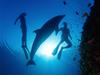 [Gallery CD1] Dolphin Discovery