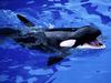 [Gallery CD1] Feed Me! Killer Whale