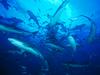 [Gallery CD1] Feeding Frenzy Gray Reef Shark School, Bahamas