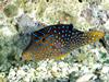 [Gallery CD1] Fiji Spotted Puffer