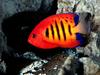 [Gallery CD1] Flame Angelfish