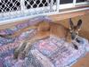 Joey (kangaroo) 2