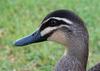 mugshot (birds) 1