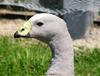 mugshots (birds) 2 -- Cape Barren Goose (Cereopsis novaehollandiae)