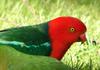 mugshots (birds) 4 -- Australian King Parrot - Alisterus scapularis