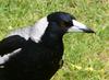 mugshots(birds) 6 - Australian magpie