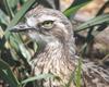 mugshots (birds) 7 - Stone-curlew, Burhinus oedicnemus