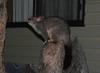 possum 1