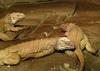 rhinocerous iguana 1