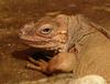 rhinocerous iguana 5