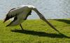 pelican scratching
