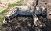 meet a cheetah 1